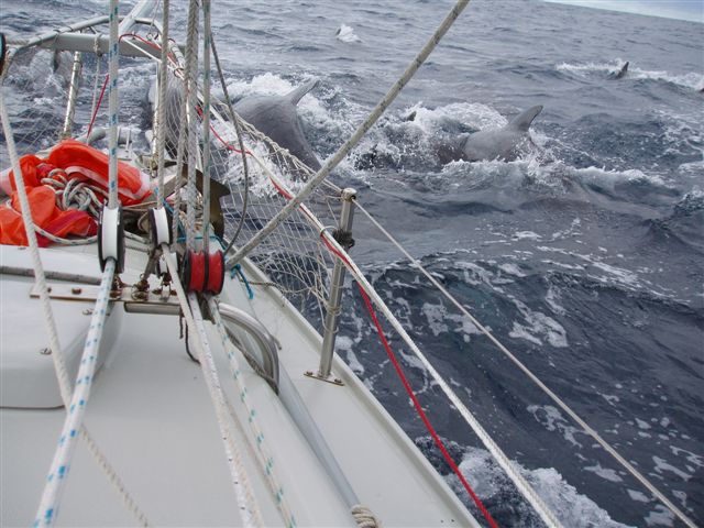 They adopted Mingming unreservedly...